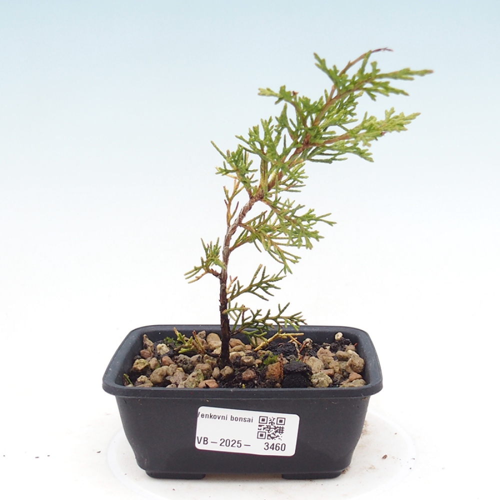 Bonsai für draußen - Juniperus chinensis Itoigawa