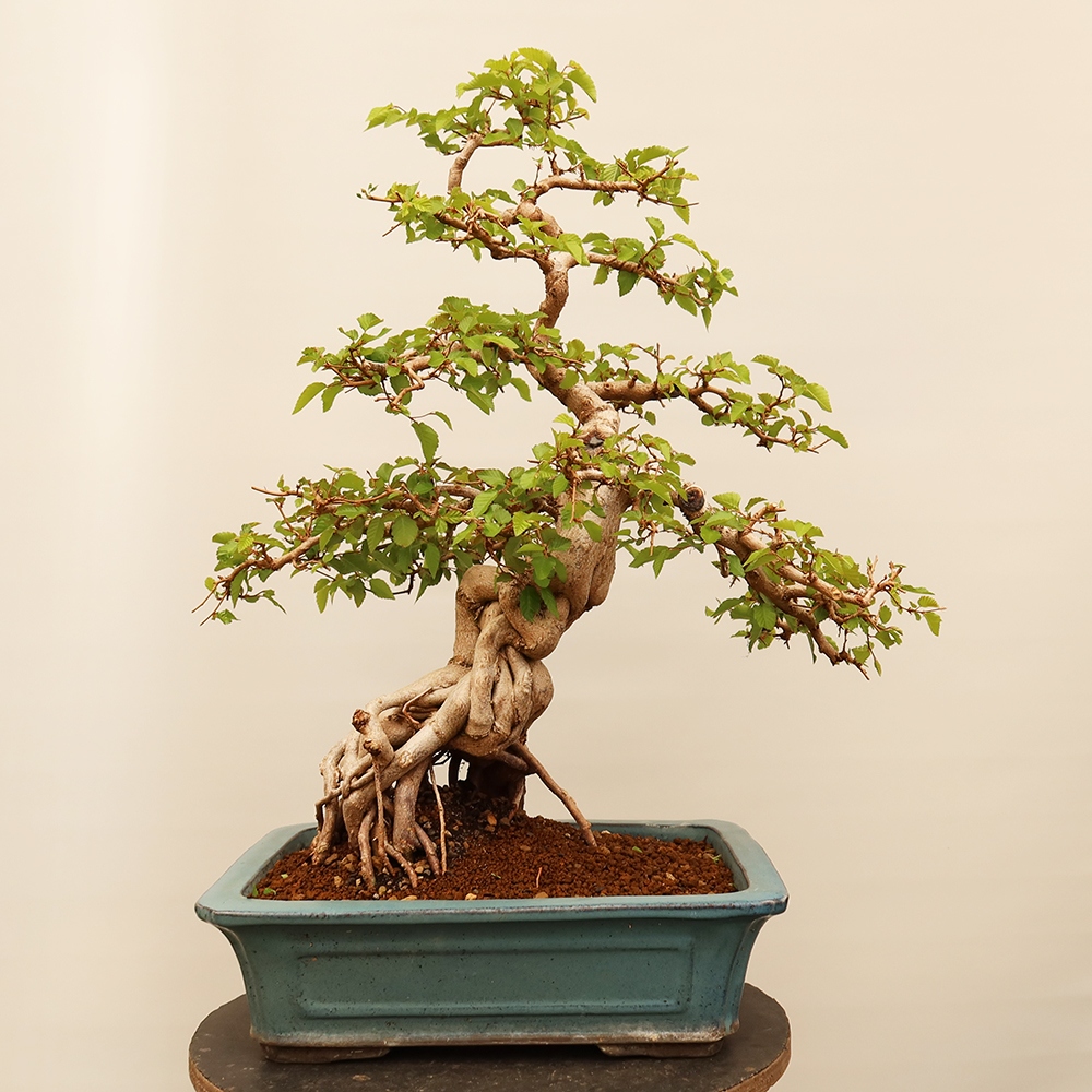 Bonsai für draußen - Karpinus Coreana - Koreanische Hainbuche
