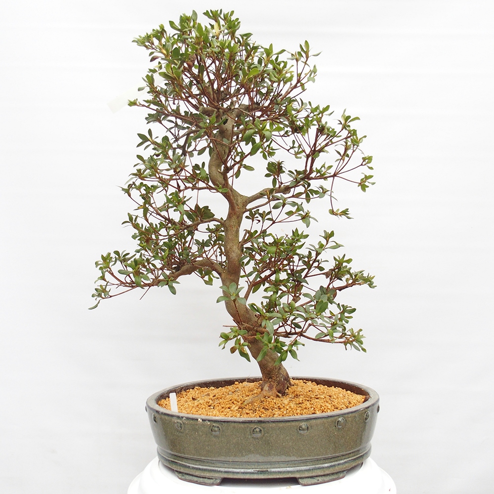 Bonsai für draußen - Japanische Azalee - Azalee Hand
