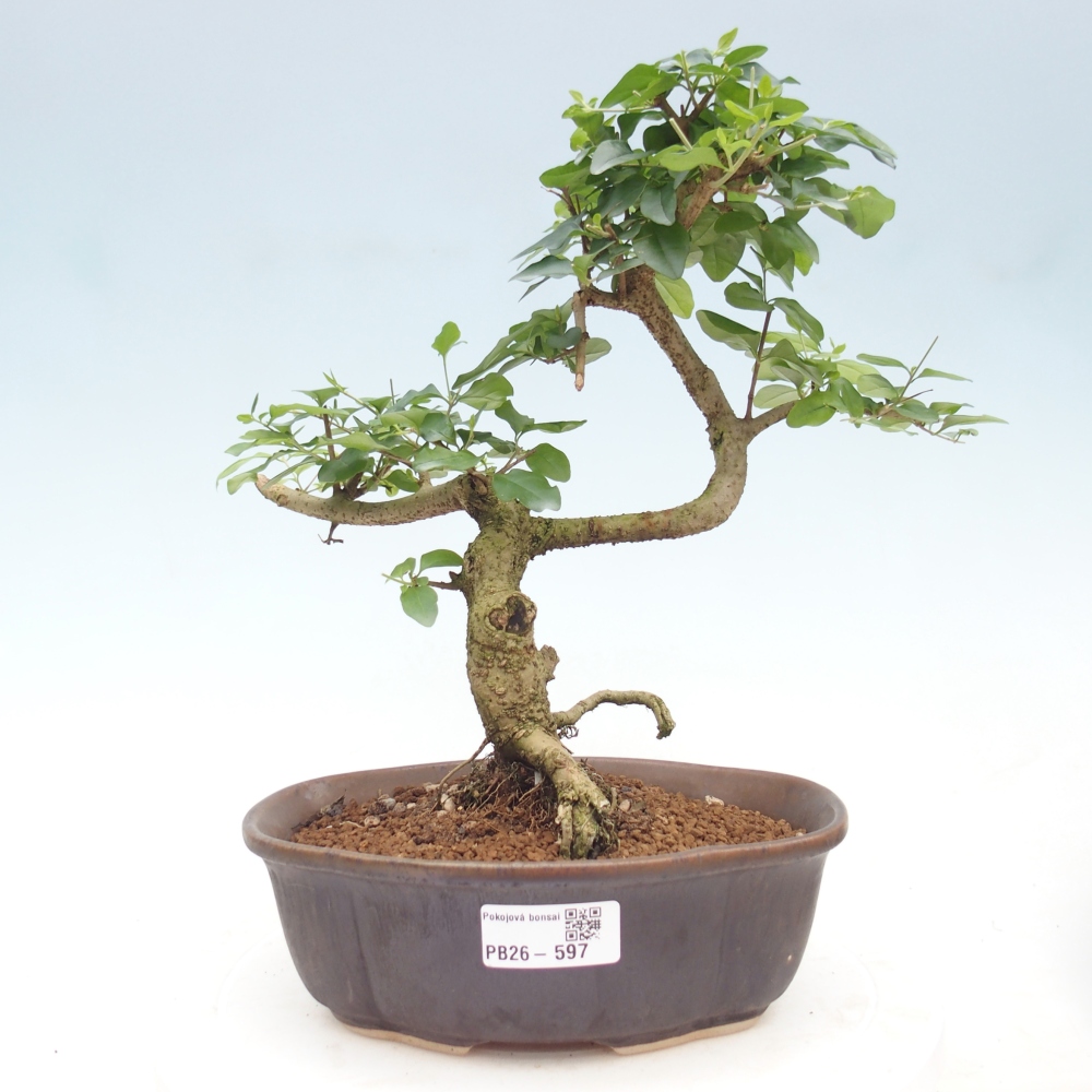 Zimmer Bonsai -Ligustrum chinensis - Vogelschnabel