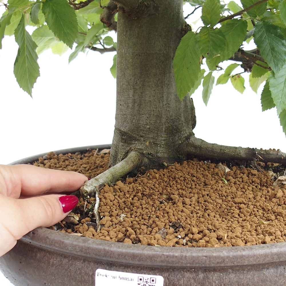 Bonsai für draußen - Hainbuche - Carpinus betulus