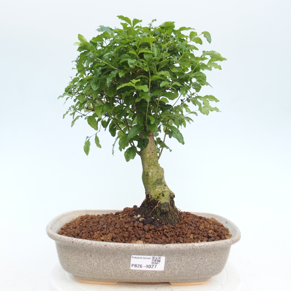 Zimmer Bonsai -Ligustrum chinensis - Vogelschnabel