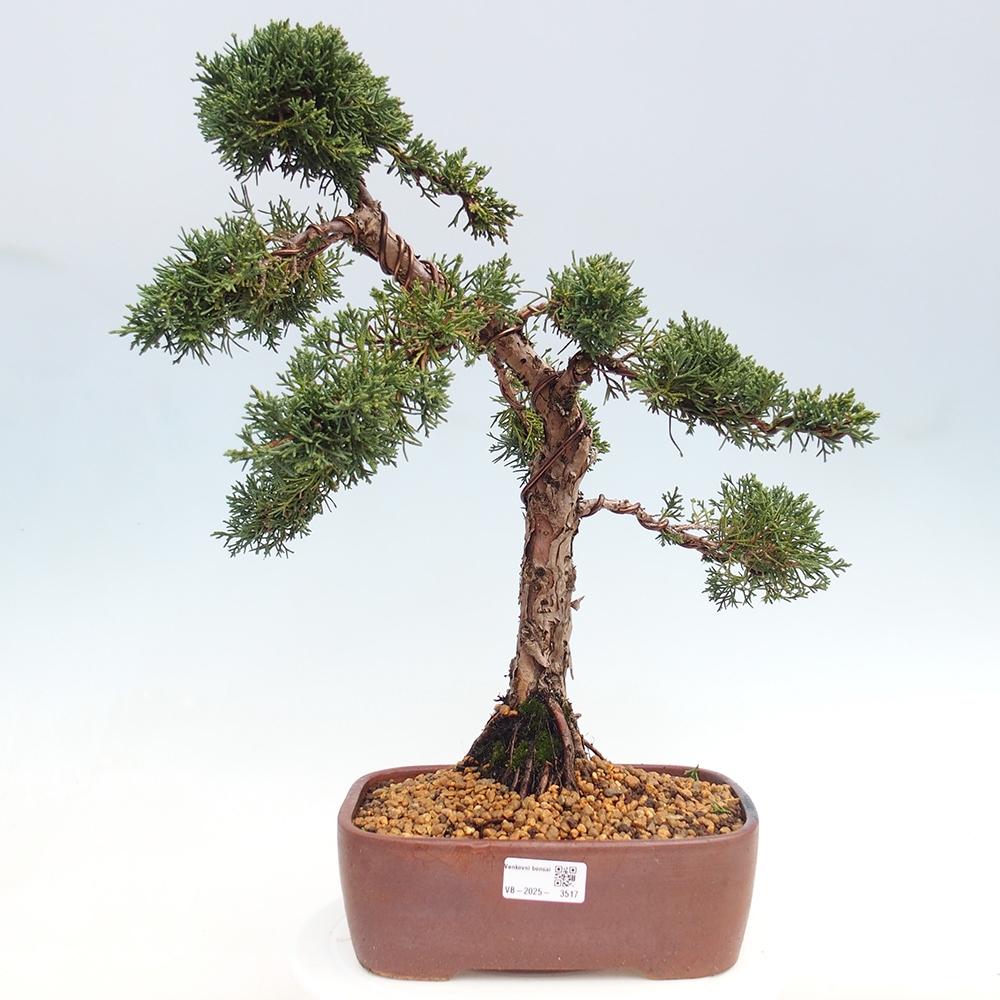 Bonsai für draußen - Juniperus chinensis Kishu