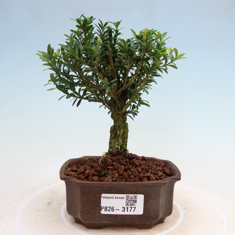 Zimmer Bonsai - Buxus harlandii - Korkbuxus