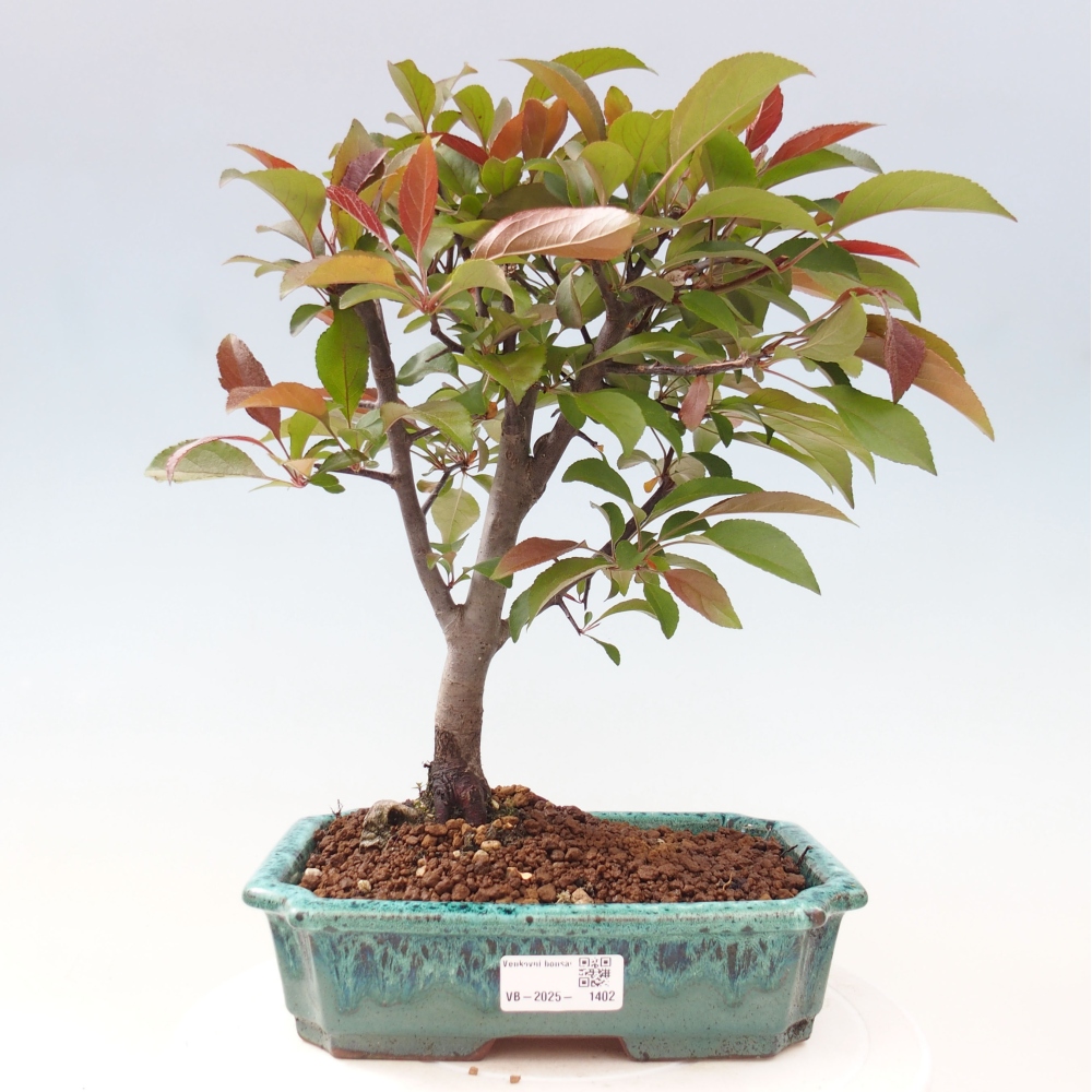 Outdoor-Bonsai -Malus domestica - Kleinfrüchtiger rotblättriger Apfelbaum