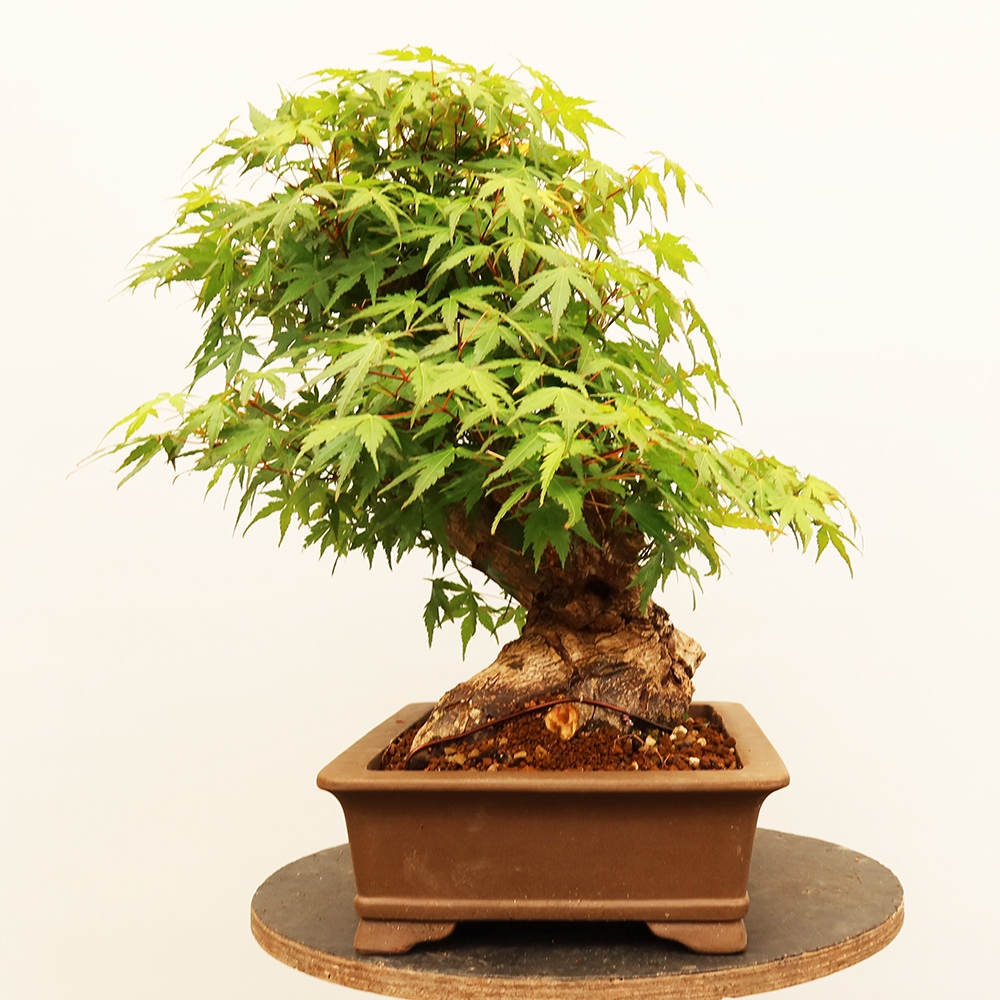 Bonsai für draußen - Ahorn palmatum - Palmen