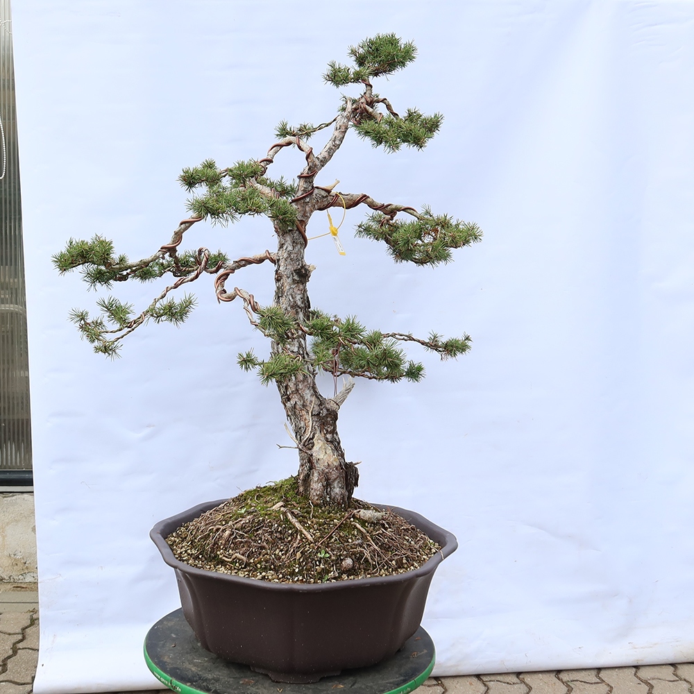 Pinus sylvestris Spanien – Waldkiefer