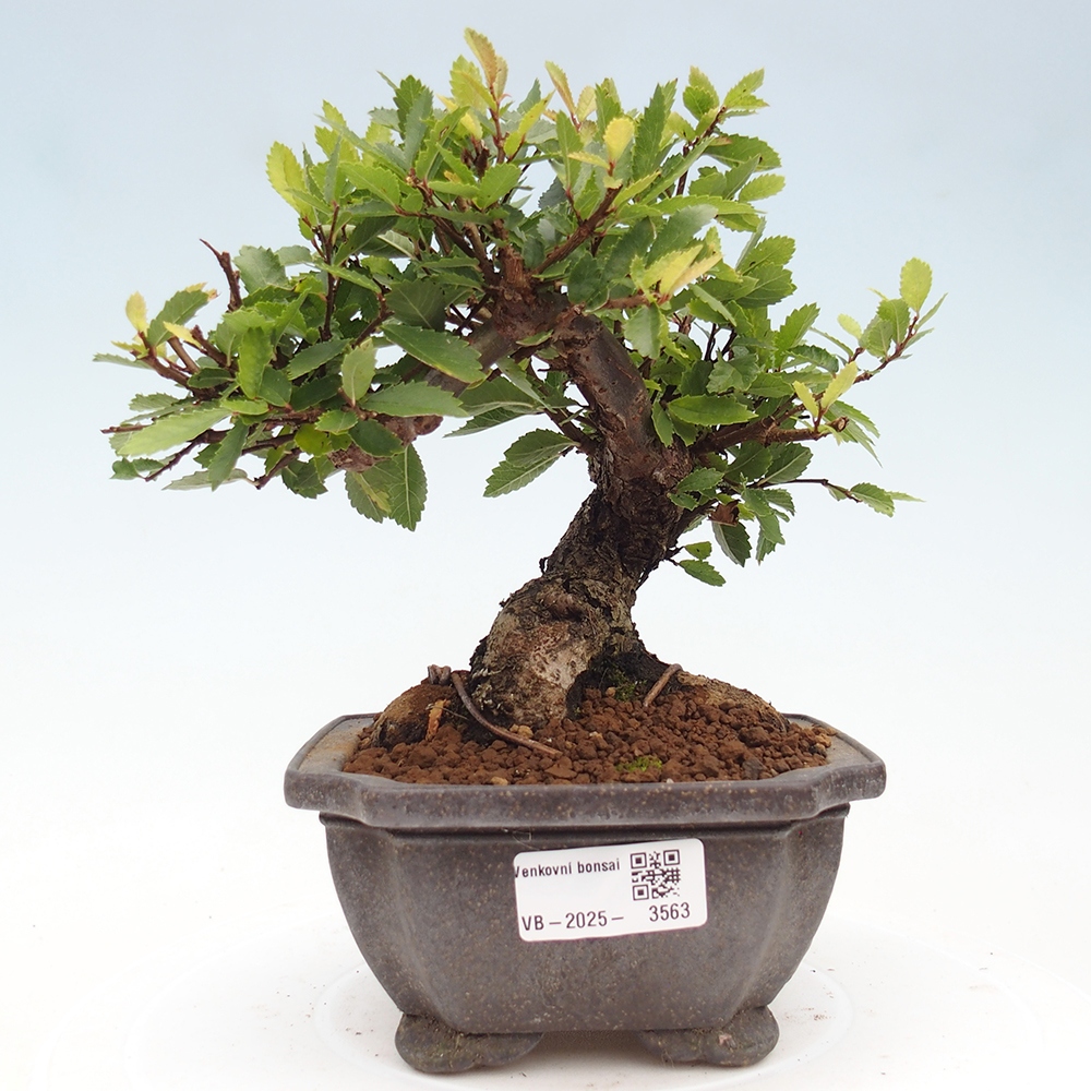 Bonsai für draußen - Zelkova - Zelkova NIRE