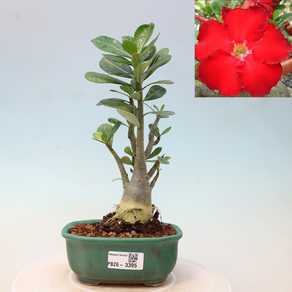 Zimmerbonsai – Adenium obesum „Red Star“ – Wüstenrose