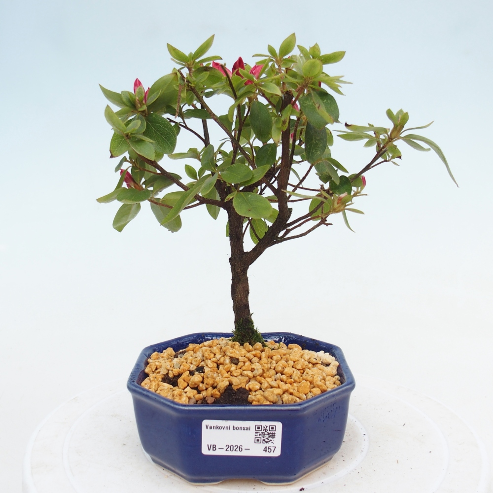 Bonsai für draußen - Japanische Azalee - Azalea sp.
