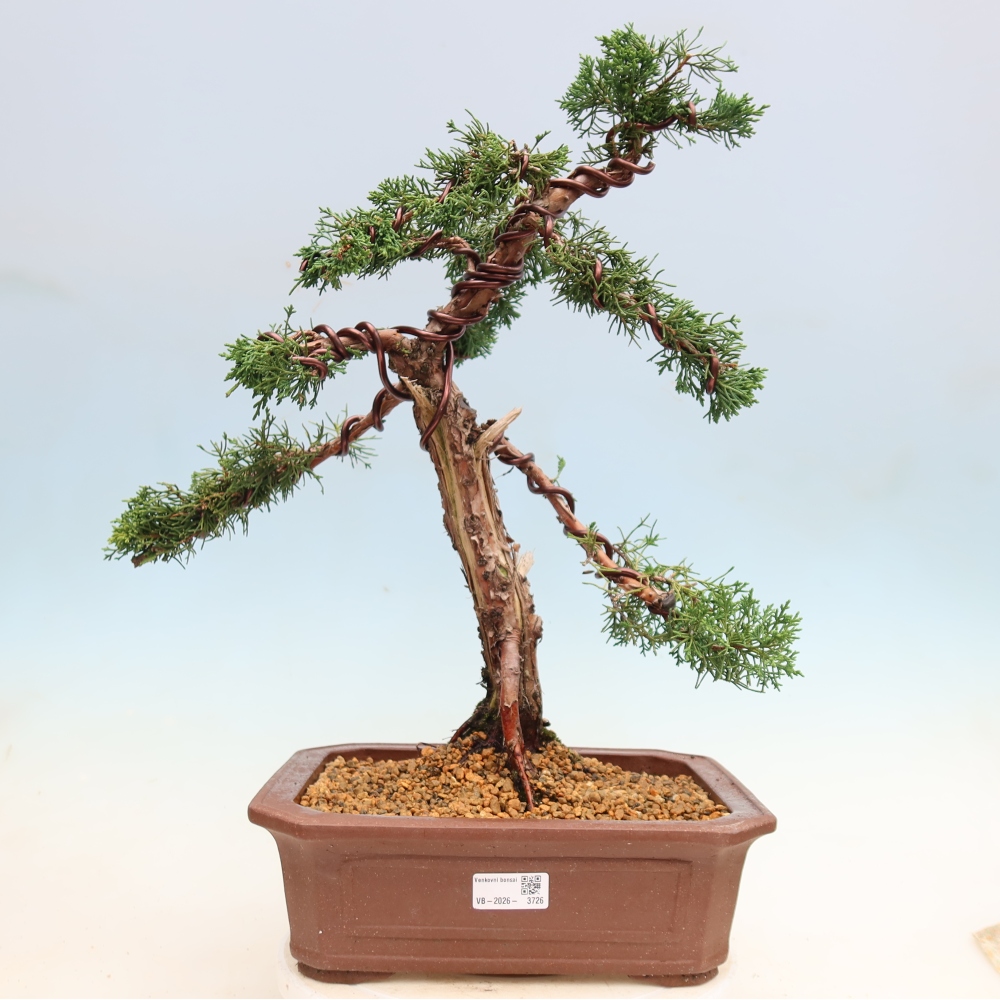 Bonsai für draußen - Juniperus chinensis Kishu