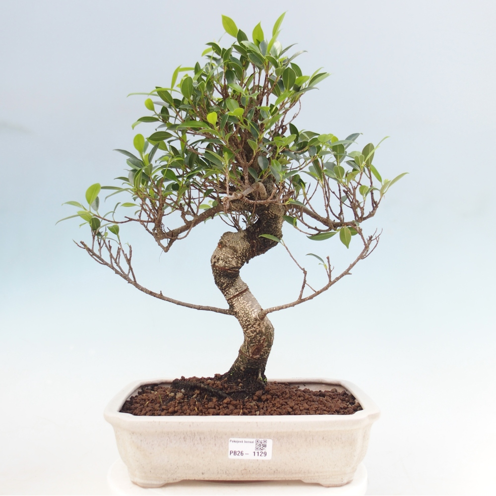 Zimmerbonsai - Ficus kimmen - Kleinblättriger Ficus