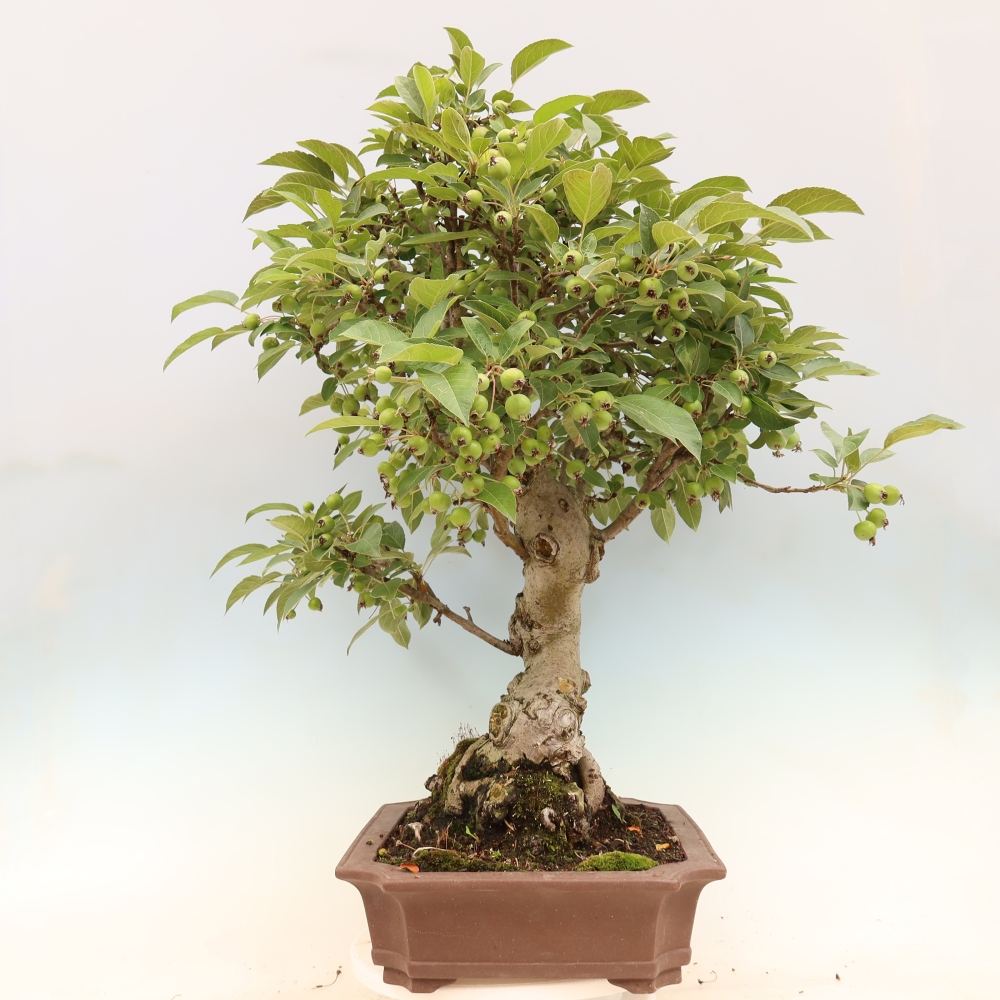 Outdoor-Bonsai -Malus halliana - Kleinfrüchtiger Apfelbaum