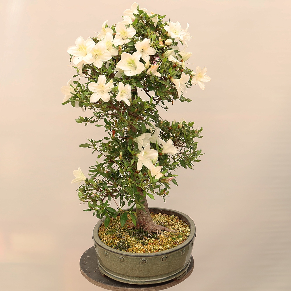 Bonsai für draußen - Japanische Azalee - Azalee Hand