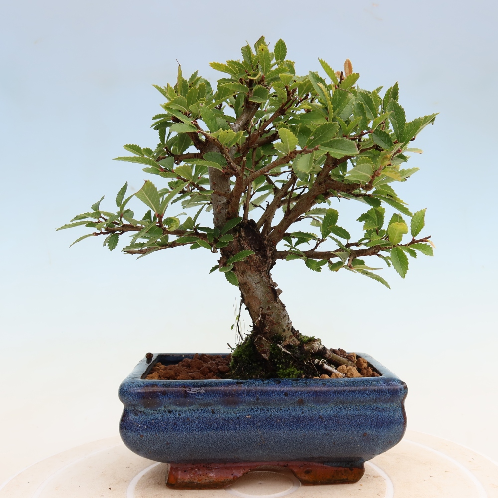Bonsai für draußen - Zelkova - Zelkova NIRE