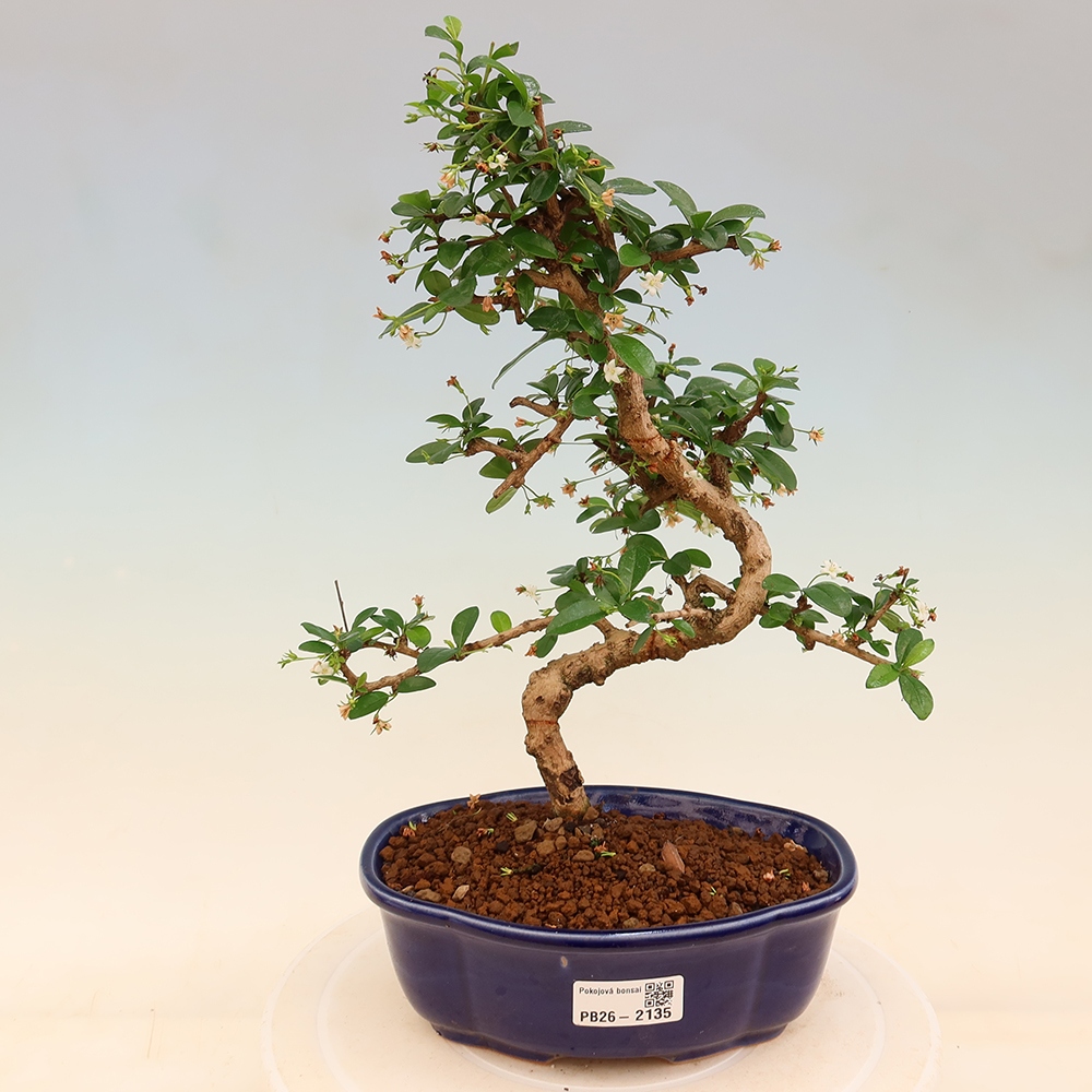 Zimmer-Bonsai - Carmona macrophylla - Tee-Fuki