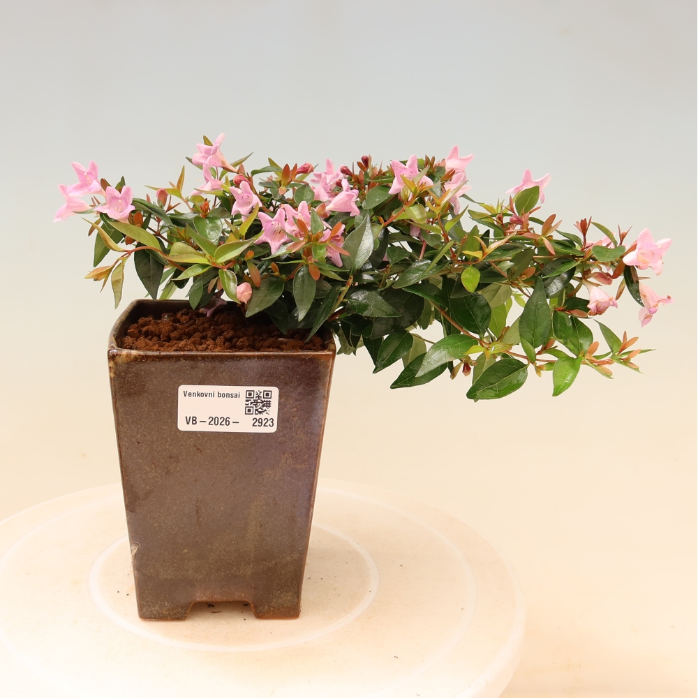 Bonsai für den Außenbereich – Abelia Edward Goucher – Großblumige Abelia