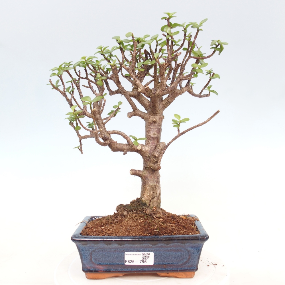 Zimmer Bonsai - Portulakaria Afra - Tlustice
