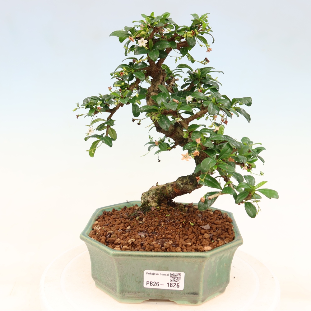 Zimmer-Bonsai - Carmona macrophylla - Tee-Fuki