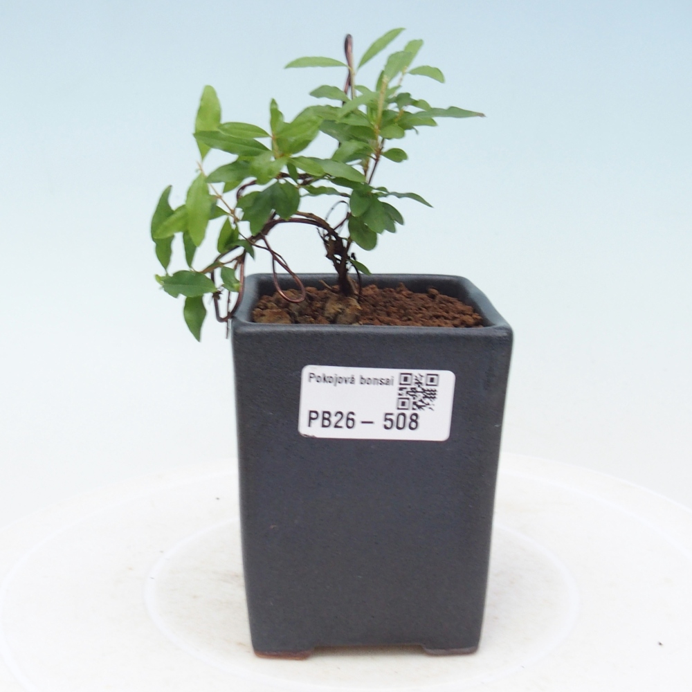 Zimmer-Bonsai-PUNICA granatum nana-Apfel-Granatapfel