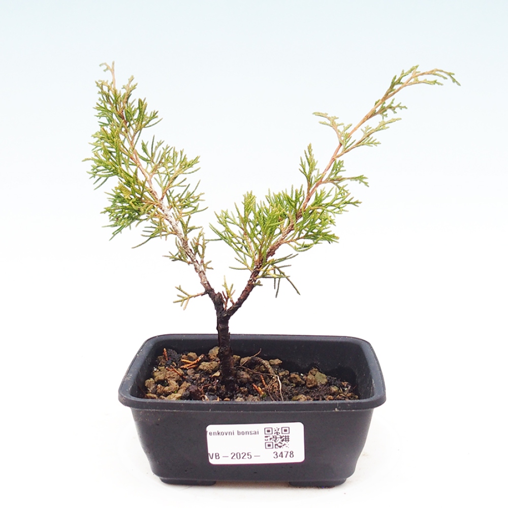 Bonsai für draußen - Juniperus chinensis Itoigawa