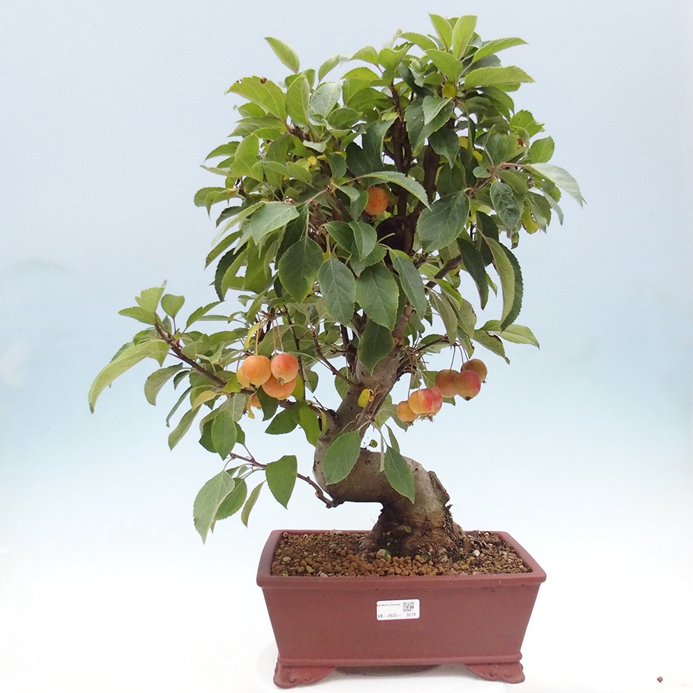 Outdoor-Bonsai -Malus halliana - Kleinfrüchtiger Apfelbaum