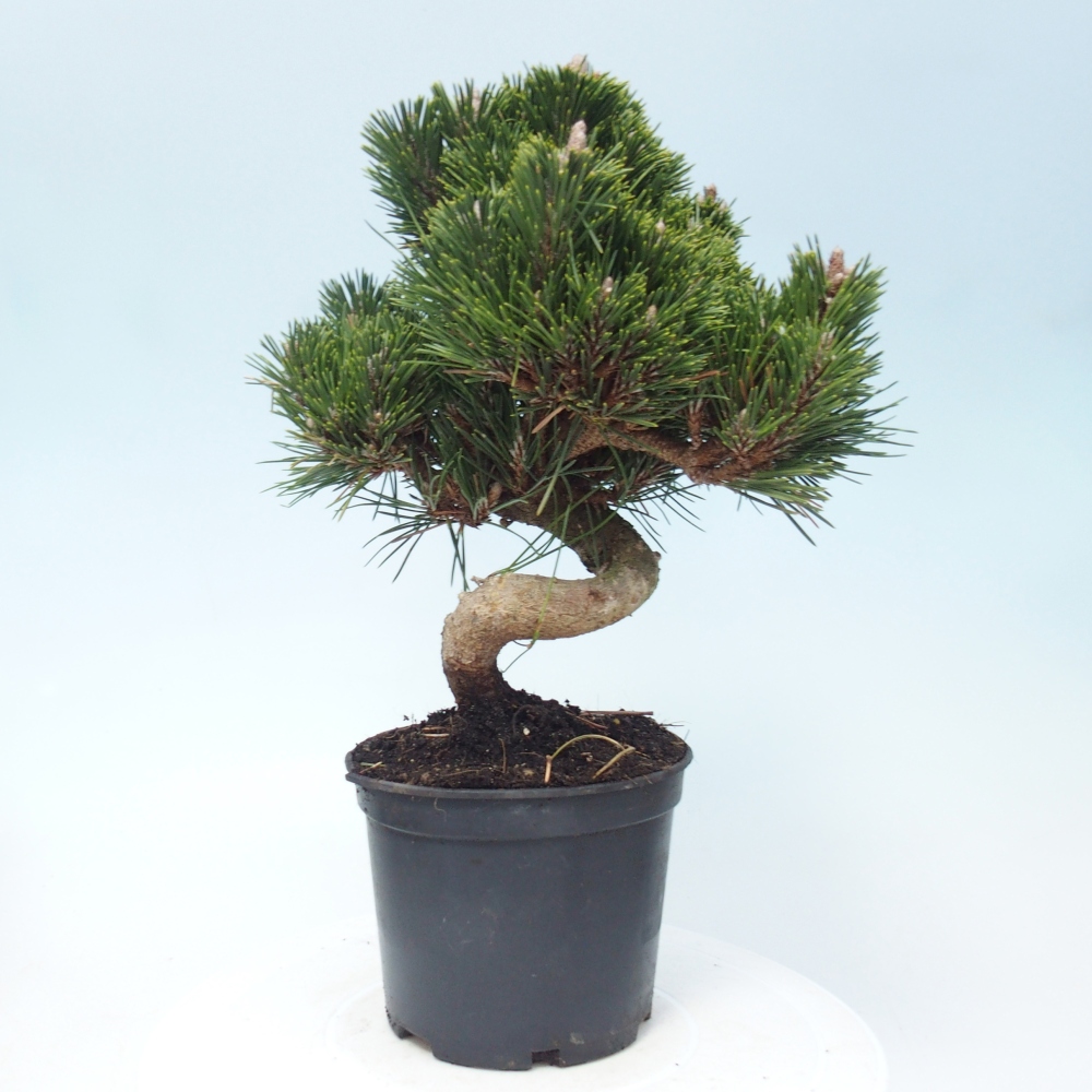 Bonsai für draußen - Pinus thunbergii senjyumaru - Thunberg-Kiefer