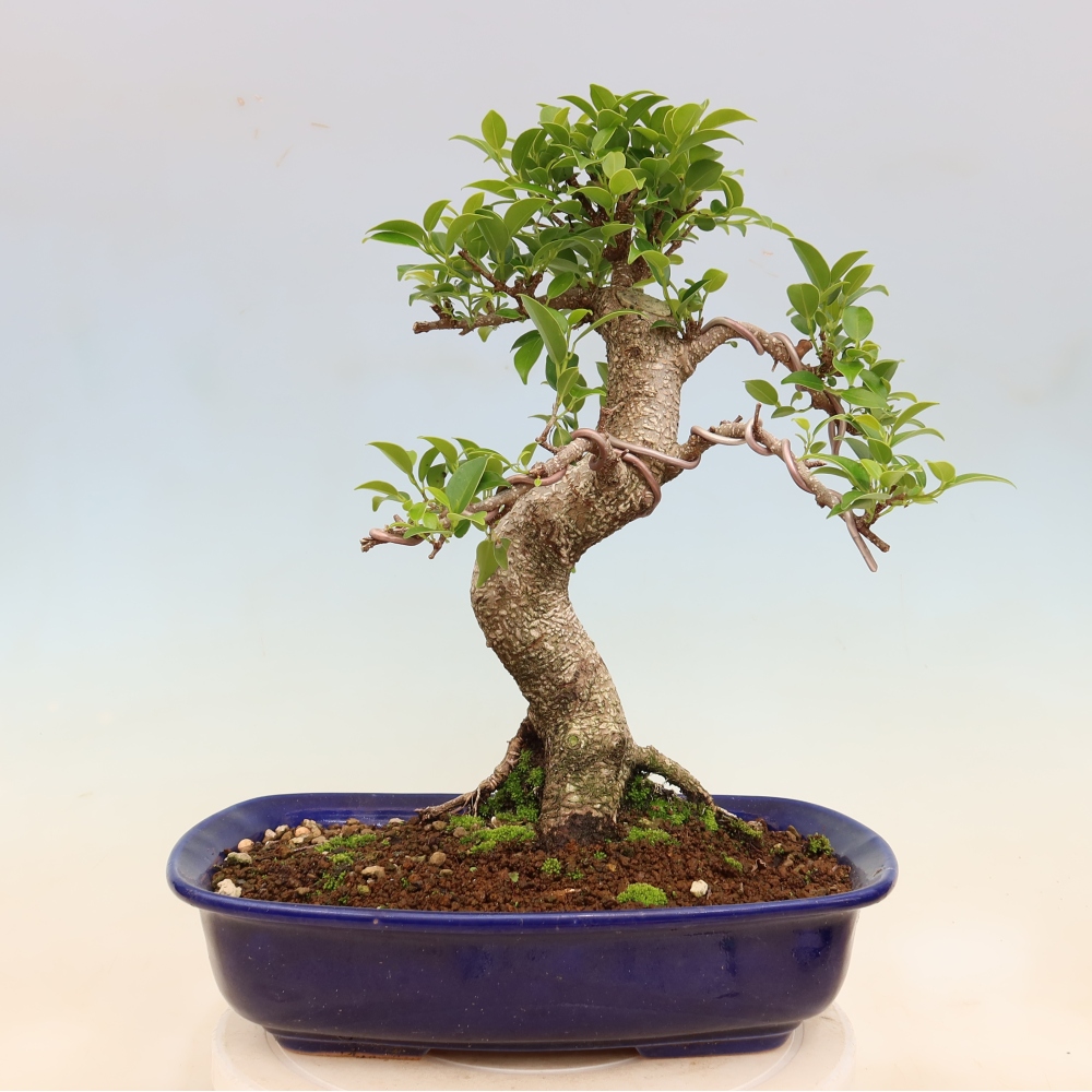 Zimmerbonsai - Ficus kimmen - Kleinblättriger Ficus