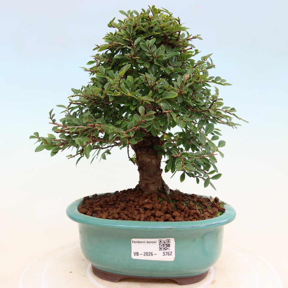 Bonsai für draußen - Zelkova - Zelkova NIRE