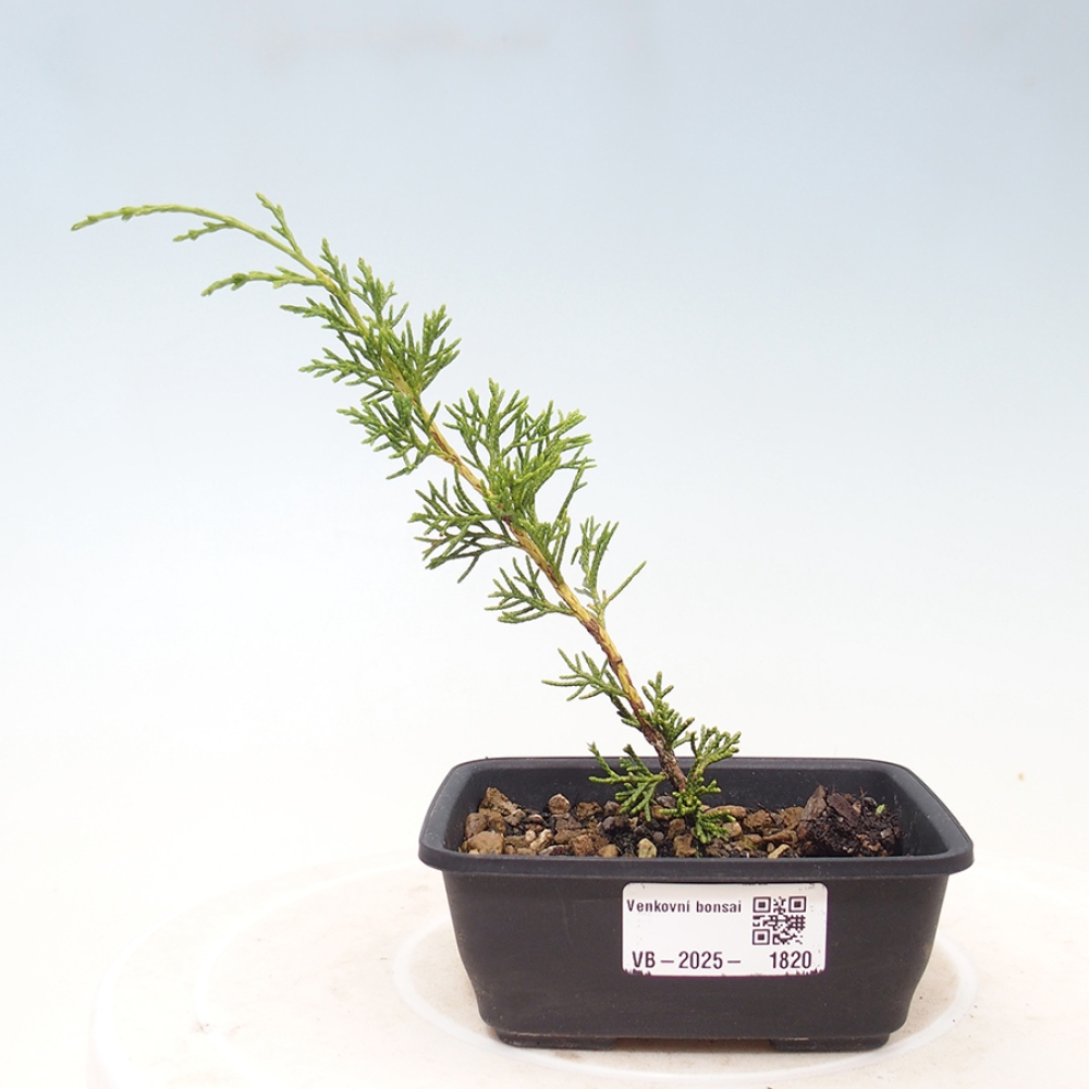 Bonsai für draußen - Juniperus chinensis Itoigawa