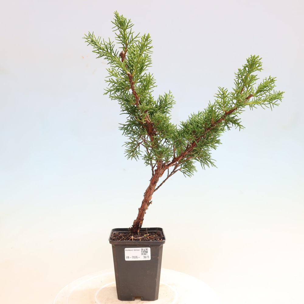 Bonsai für draußen - Juniperus chinensis Kishu