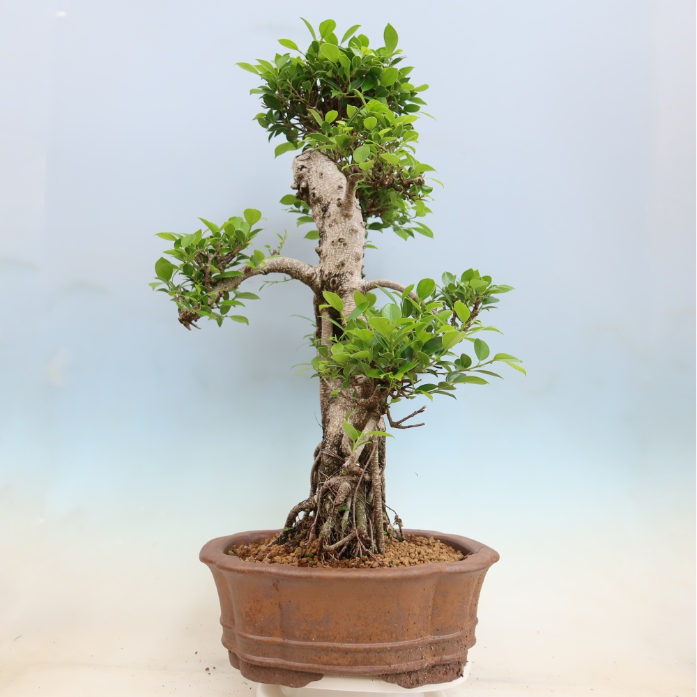 Zimmerbonsai - Ficus kimmen - Kleinblättriger Ficus