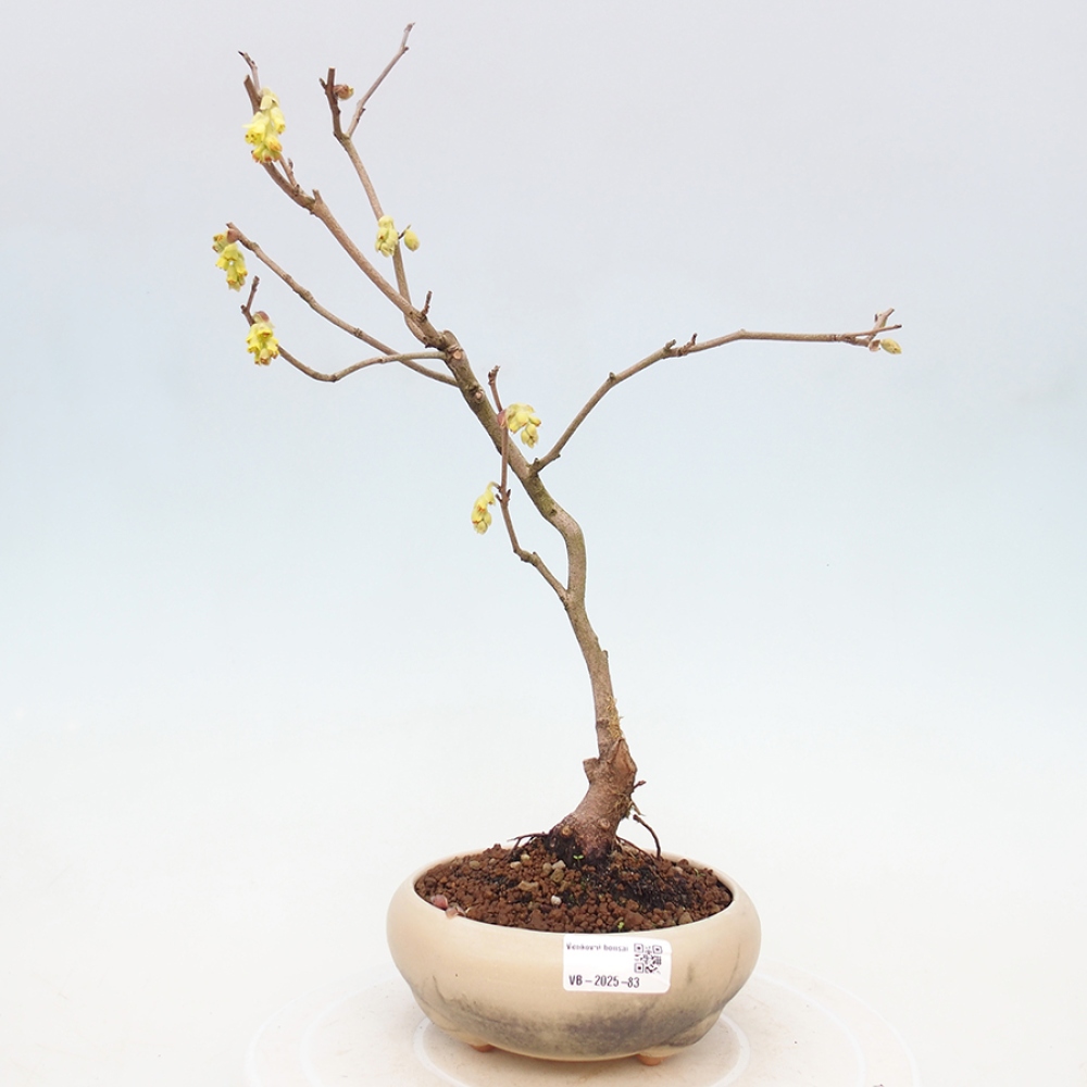 Bonsai für draußen - Hasel - Corylopsis Spicata