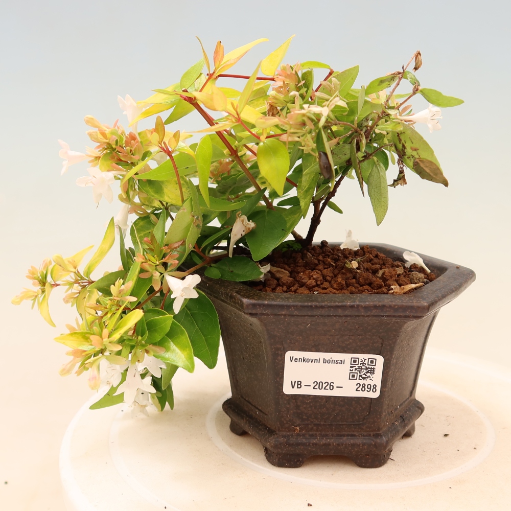 Bonsai für den Außenbereich – Abelia gr. Kleidoscope – Großblumige Abelie