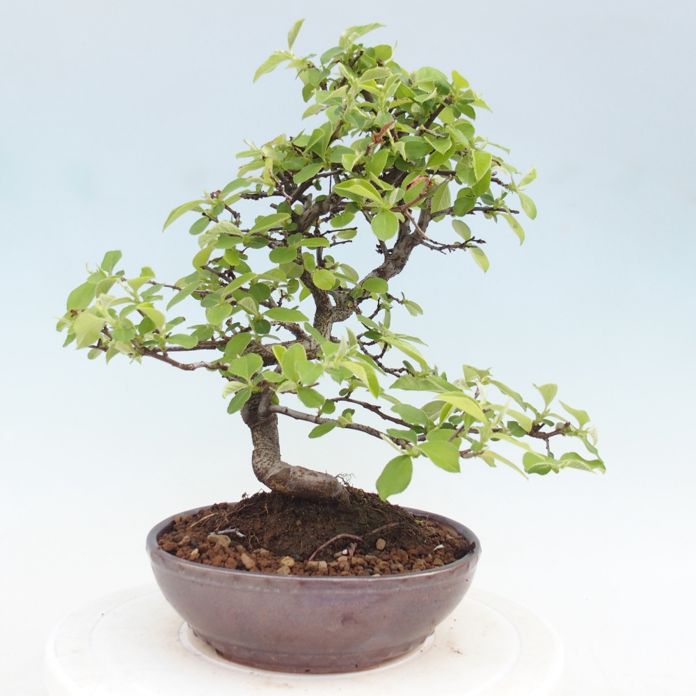 Bonsai für draußen - Chaneomeles chinensis