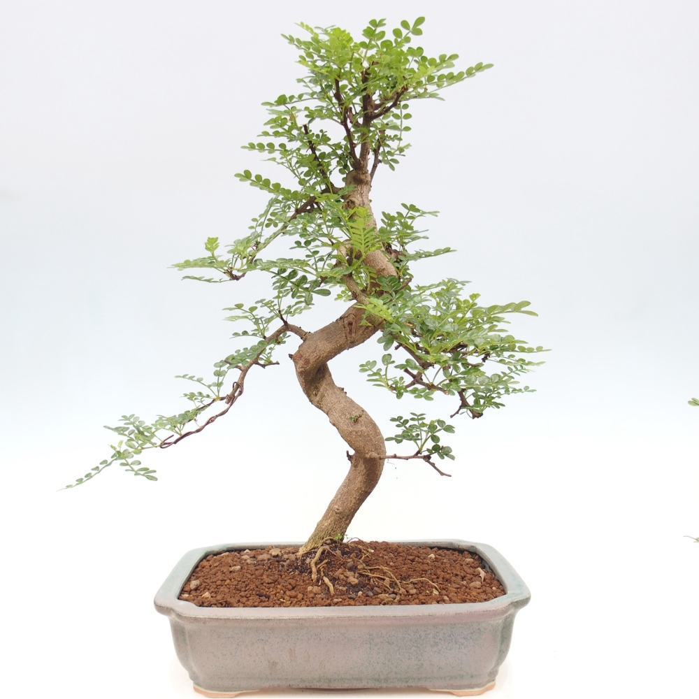 Zimmer Bonsai - Zantoxylum piperitum - Pfefferbaum