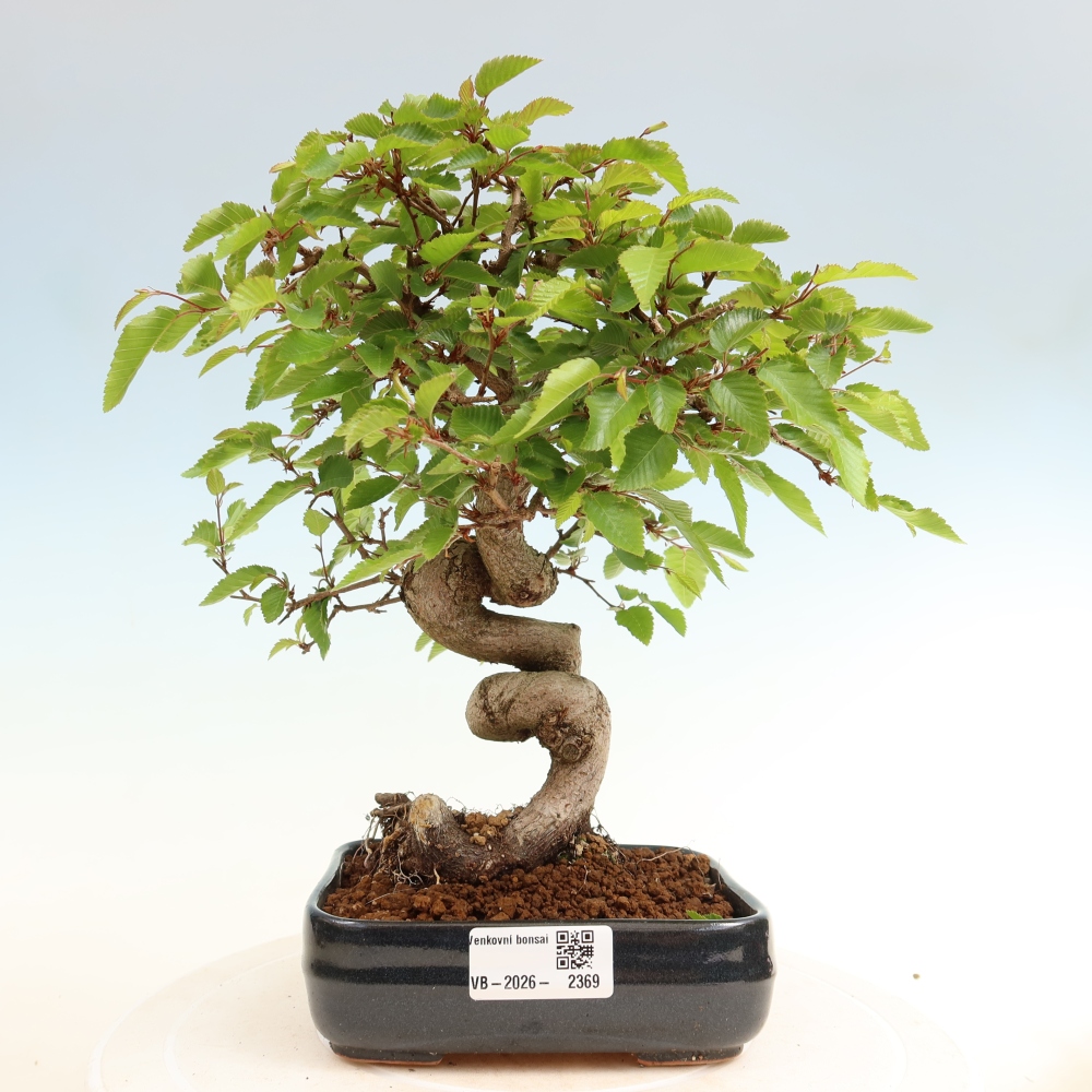Bonsai für draußen - Karpinus Coreana - Koreanische Hainbuche