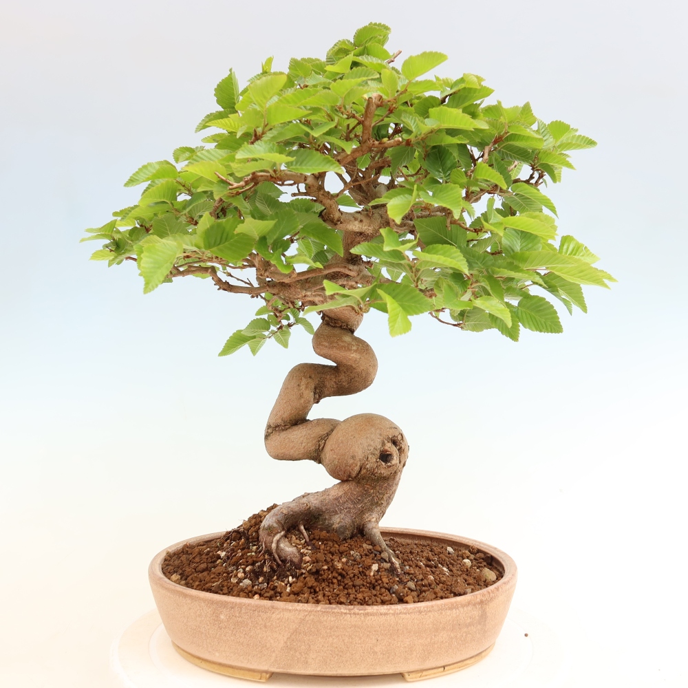 Bonsai für draußen - Karpinus Coreana - Koreanische Hainbuche