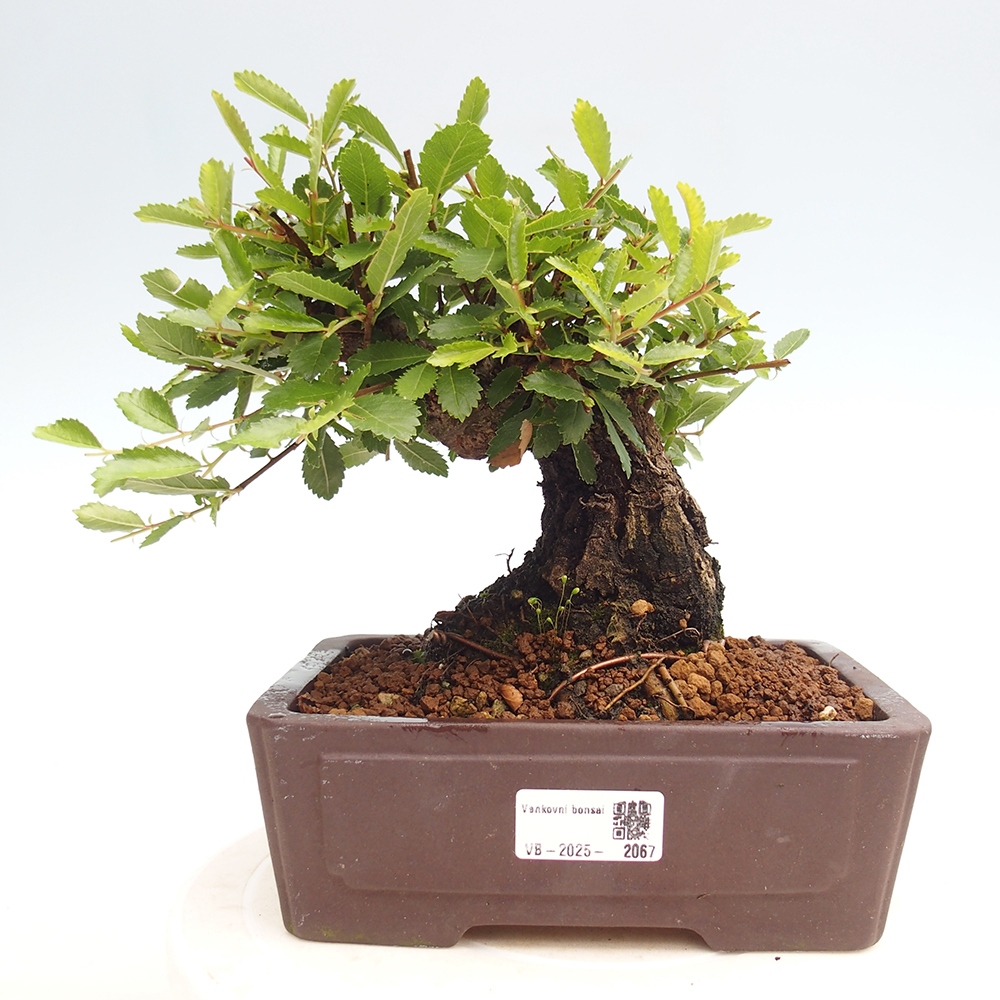 Bonsai für draußen - Zelkova - Zelkova NIRE