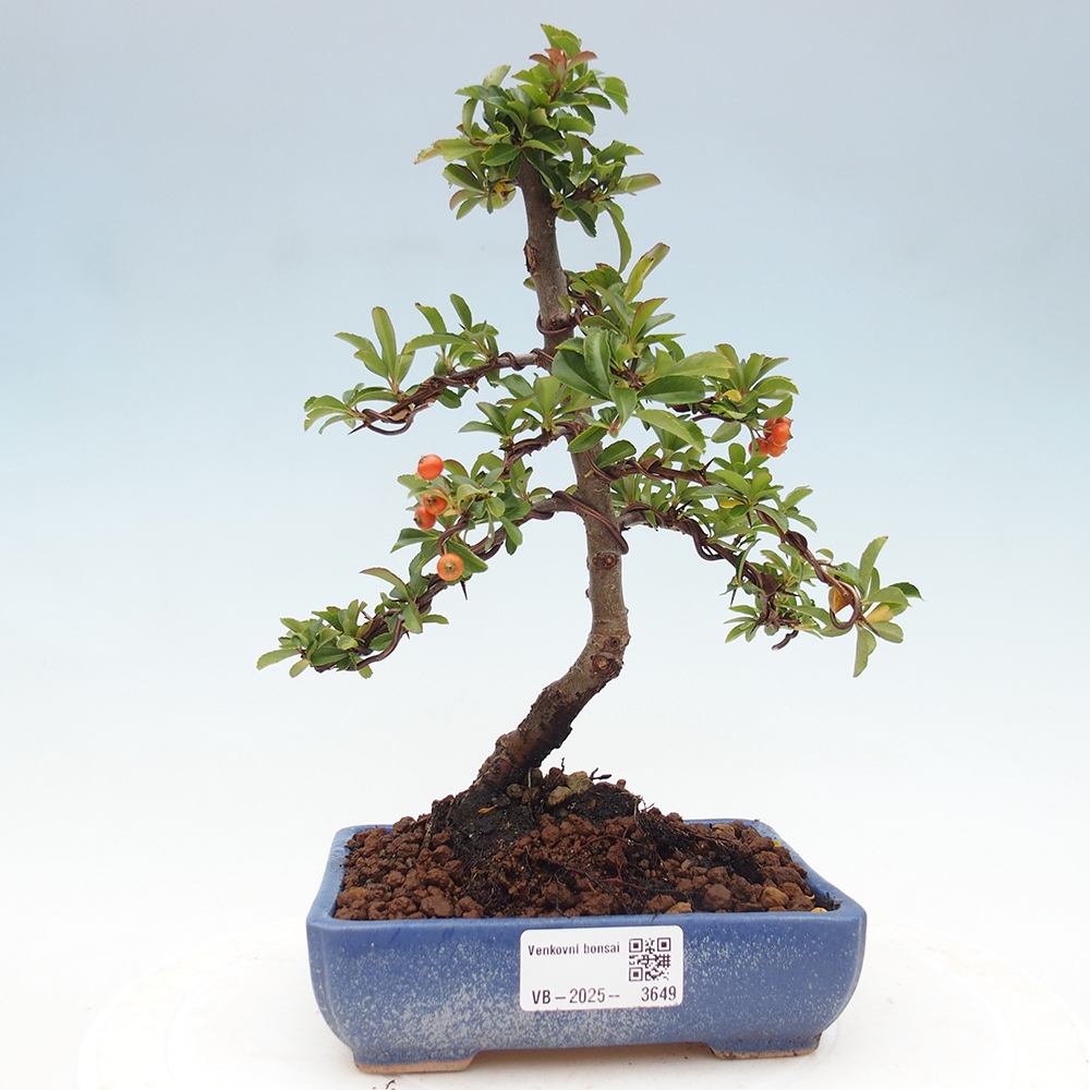 Freiland-Bonsai-Pyracantha Teton -Hlox