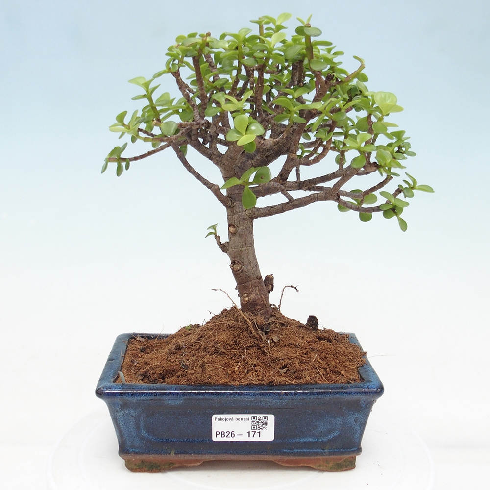 Zimmer Bonsai - Portulakaria Afra - Tlustice