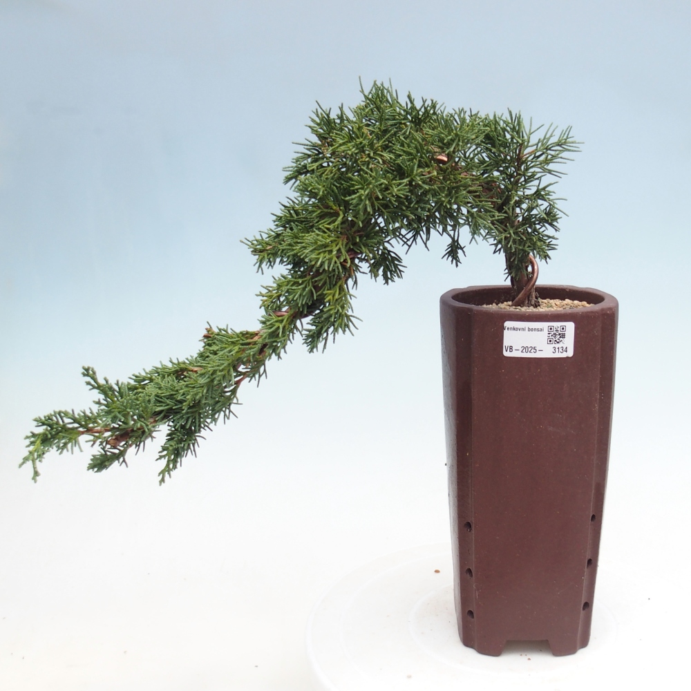 Bonsai für draußen - Juniperus chinensis Kishu