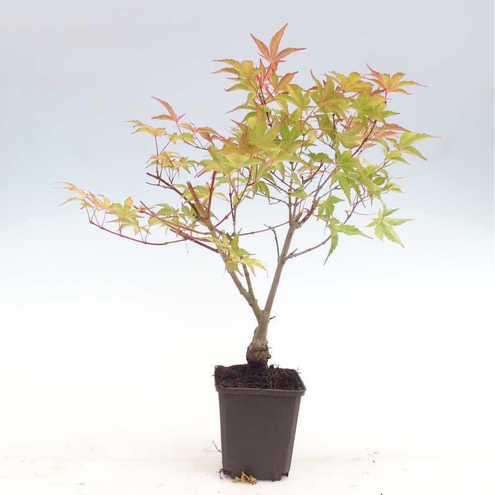Bonsai für draußen - Acer palmatum Beni Tsukasa im Container