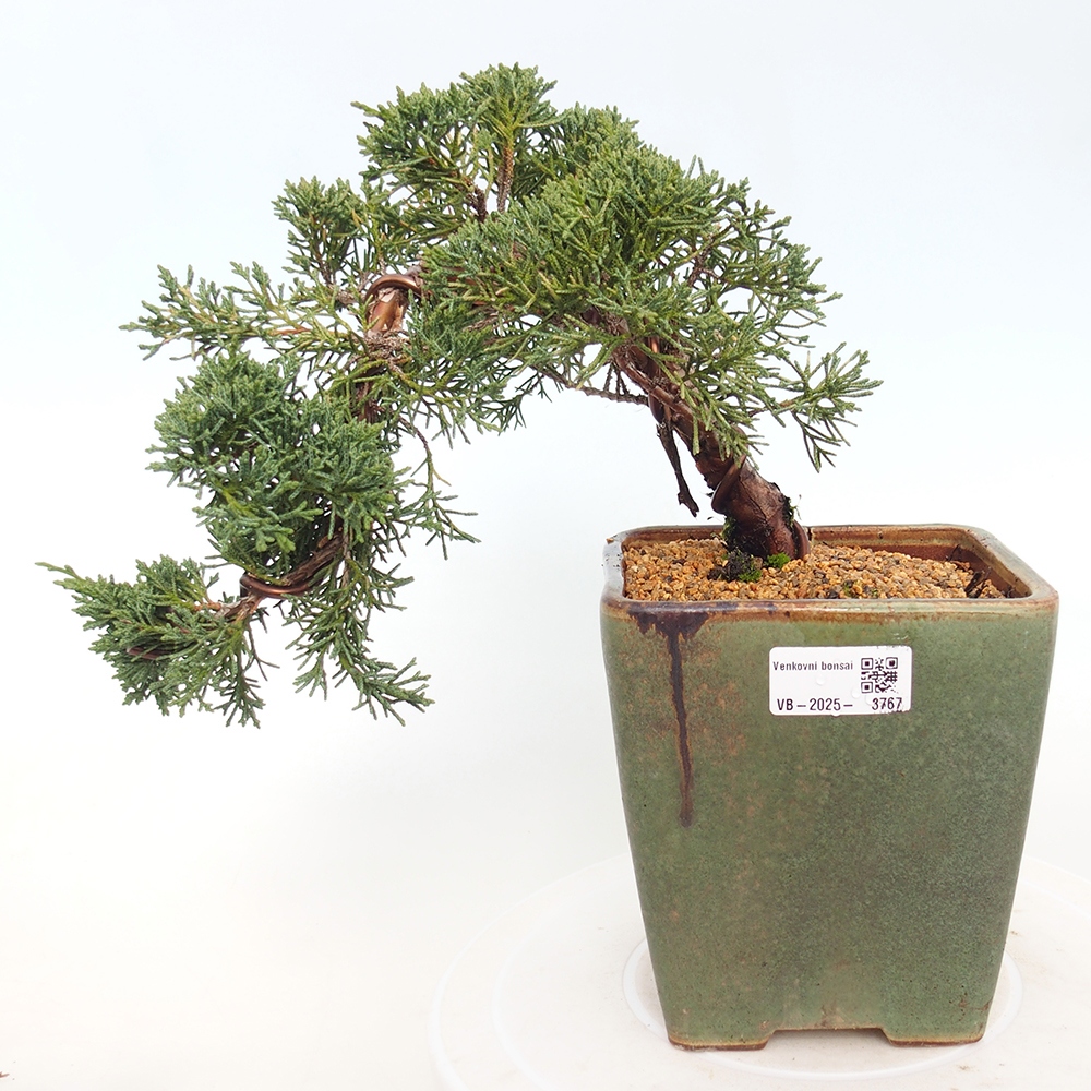 Bonsai für draußen - Juniperus chinensis Kishu