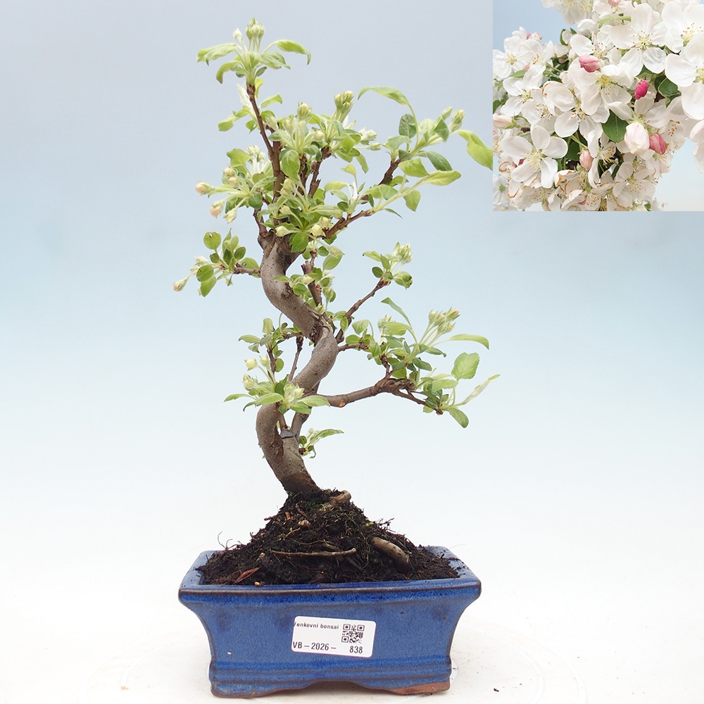 Outdoor-Bonsai -Malus halliana - Kleinfrüchtiger Apfelbaum
