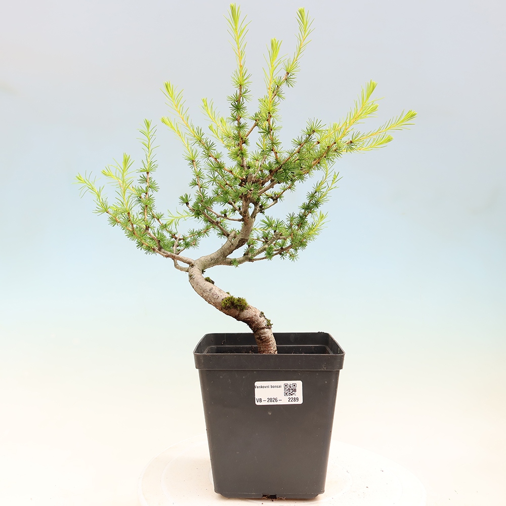 Bonsai für draußen -Larix decidua - Lärche