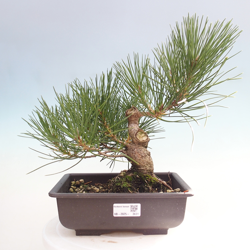 Bonsai für draußen - Pinus thunbergii - Thunberg-Kiefer