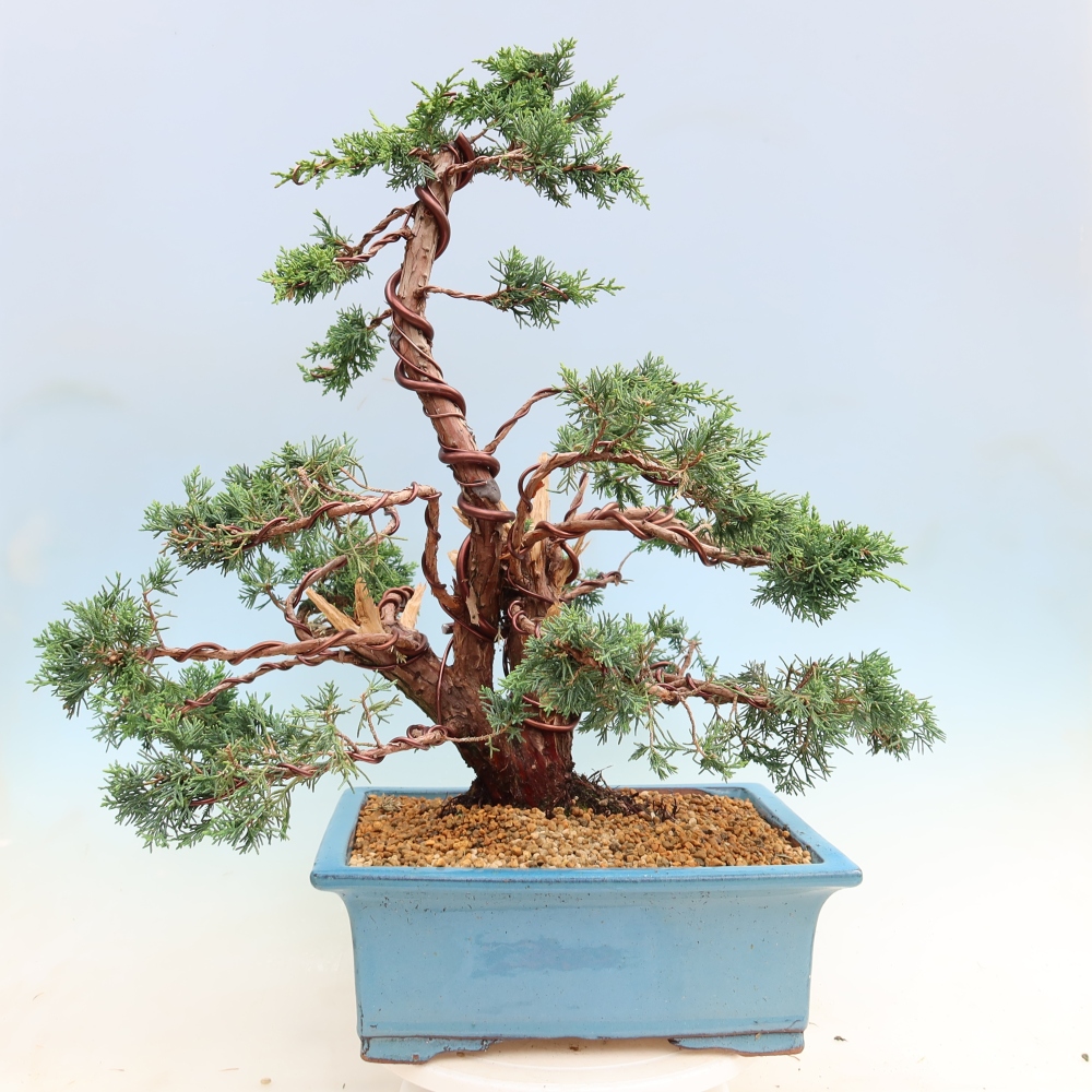 Bonsai für draußen - Juniperus chinensis Kishu