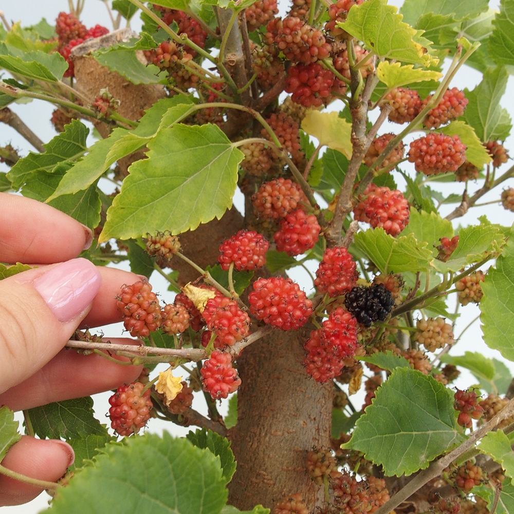 Bonsai für draußen -Morus alba - Maulbeere