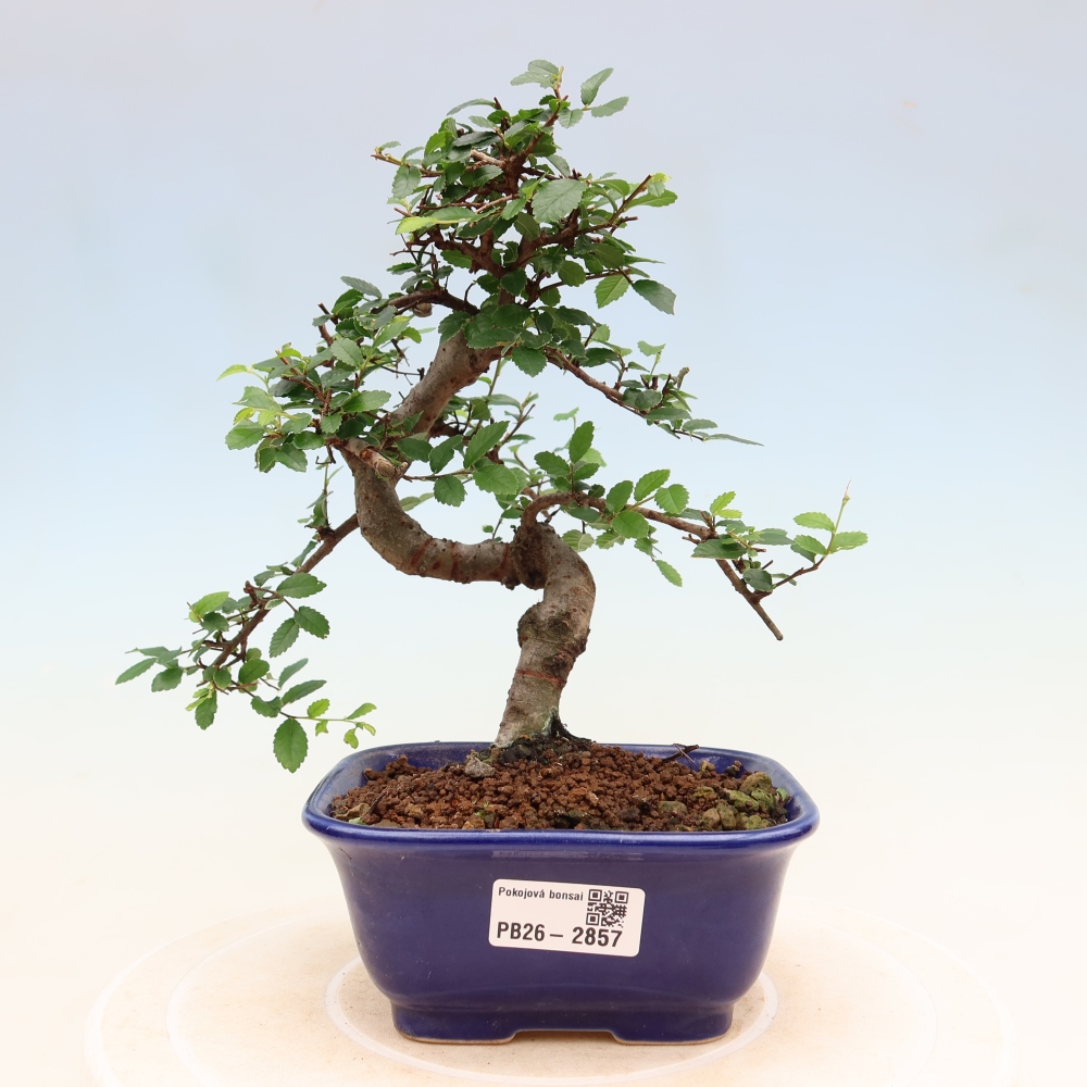 Zimmerbonsai - Ulmus parvifolia - Kleinblättrige Ulme